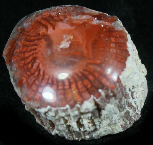 Pennsylvanian Aged Red Agatized Horn Coral - Utah #26370